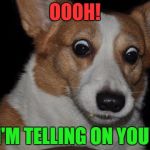 Corgi is going to tell on you. | OOOH! I'M TELLING ON YOU! | image tagged in surprised corgi | made w/ Imgflip meme maker