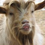 goat lip