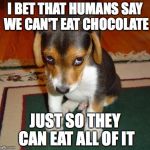 Made this ages ago but never posted it, hope you like it | I BET THAT HUMANS SAY WE CAN'T EAT CHOCOLATE; JUST SO THEY CAN EAT ALL OF IT | image tagged in sad puppy,aww,cute,funny,dank memes,comedy | made w/ Imgflip meme maker