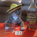 partycat | OLÉ! | image tagged in partycat | made w/ Imgflip meme maker