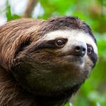 confused sloth