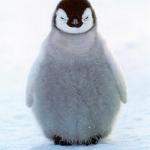 Angry penguin