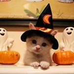Cute halloween Kitten meme