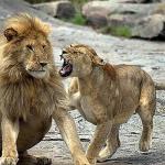 lioness mad at lion