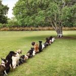 Dogs in Line to Pee on Tree