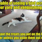 Queen of her domain.  | Capable of seeing a bird across your yard and vanquishing it. Can't spot the treats you put on the floor in front of her unless you point them out ten times. | image tagged in funny,cat,useless,love | made w/ Imgflip meme maker