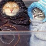 Warm cats