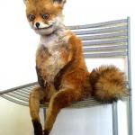 Fox Taxidermy Meme