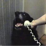 doggo on phone