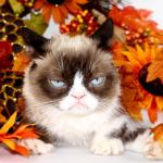 Grumpy Cat Autumn meme