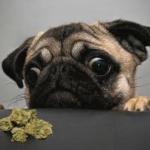 Pug weed