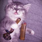 Stoner cat