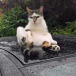 undignified cat on car