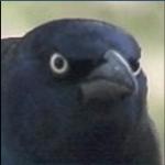 angry crow meme
