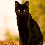 Black cat sitting