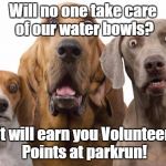 Dogs Surprised | Will no one take care of our water bowls? It will earn you Volunteer Points at parkrun! | image tagged in parkrun,dogs water,volunteer | made w/ Imgflip meme maker