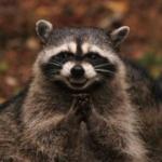 Evil racoon