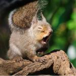 Screaming Squirrel 