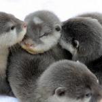 Pile of Otters
