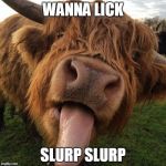 slurpy | WANNA LICK; SLURP SLURP | image tagged in slurpy | made w/ Imgflip meme maker