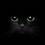 black cat