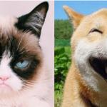 Grumpy cat happy dog meme