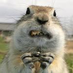 Overweight Gopher