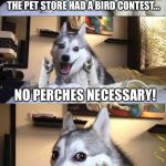 Bad Pun Dog | THE PET STORE HAD A BIRD CONTEST... NO PERCHES NECESSARY! | image tagged in bad pun dog aliens zinger,memes,birds,bad pun dog | made w/ Imgflip meme maker