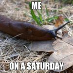 Slugs | ME; ON A SATURDAY | image tagged in slugs | made w/ Imgflip meme maker