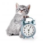 Kitty with alarm clock meme