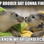 Under cover | STAHP BRODER DAY GONNA FINDS US; DEY CANTS KNOW WE ARE 
UNDERCOVER SEALS | image tagged in under cover | made w/ Imgflip meme maker