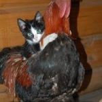 Kitten on Chicken | SO... WHAT CAN YOU SAY ABOUT THIS PICTURE? | image tagged in kitten on chicken | made w/ Imgflip meme maker