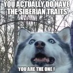 Crazy Husky is Crazy | YOU ACTUALLY DO HAVE THE SIBERIAN TRAITS; YOU ARE THE ONE
! | image tagged in crazy husky is crazy | made w/ Imgflip meme maker