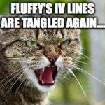 Angry Cat | FLUFFY'S IV LINES ARE TANGLED AGAIN.... | image tagged in angry cat | made w/ Imgflip meme maker
