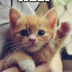 Kawaii Kitty | HELP; I IS A KAPTIVE | image tagged in kawaii kitty | made w/ Imgflip meme maker