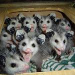 opossums