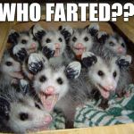 Opossum Gas | WHO FARTED?? | image tagged in opossums,fart,help | made w/ Imgflip meme maker