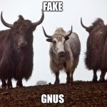Yaks | FAKE; GNUS | image tagged in yaks | made w/ Imgflip meme maker