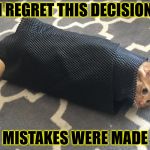 Cat Wrap | I REGRET THIS DECISION; MISTAKES WERE MADE | image tagged in oops,misery,mistakes were made,instant and lingering regret,and that's all i have to say about that,roll safe think about it | made w/ Imgflip meme maker