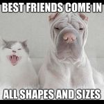 dog and cat annoyed | BEST FRIENDS COME IN; ALL SHAPES AND SIZES | image tagged in dog and cat annoyed | made w/ Imgflip meme maker