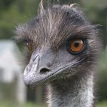 Emu-sed! | ARE YOU; EMU-SED! | image tagged in emu-sed | made w/ Imgflip meme maker