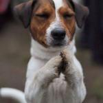 Praying Jack Russell Terrier Dog