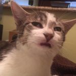 Stoned Cat

(Image care of Joe Rooks) | HUMP DAY GOT STONED CAT LIKE... | image tagged in stoned cat jf | made w/ Imgflip meme maker