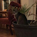 Wishful kitty | CAT PALMED | image tagged in wishful kitty | made w/ Imgflip meme maker