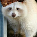 White Trash Panda | WHITE TRASH PANDA; APPROVES | image tagged in white trash panda,scumbag | made w/ Imgflip meme maker