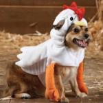 Dog in chicken costume