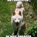 Laughing Shiba Inu | THE ENERGIZER BUNNY GOT ARRESTED... HE WAS CHARGED WITH BATTERY. | image tagged in laughing shiba inu,bad pun dog,bad pun,bad joke,memes,funny memes | made w/ Imgflip meme maker