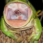 Frog Eating Snake