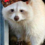 Fascist white trash panda 2 | FASCIST WHITE TRASH PANDA; APPROVES | image tagged in fascist white trash panda 2 | made w/ Imgflip meme maker