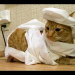 toilet paper mummy cat meme